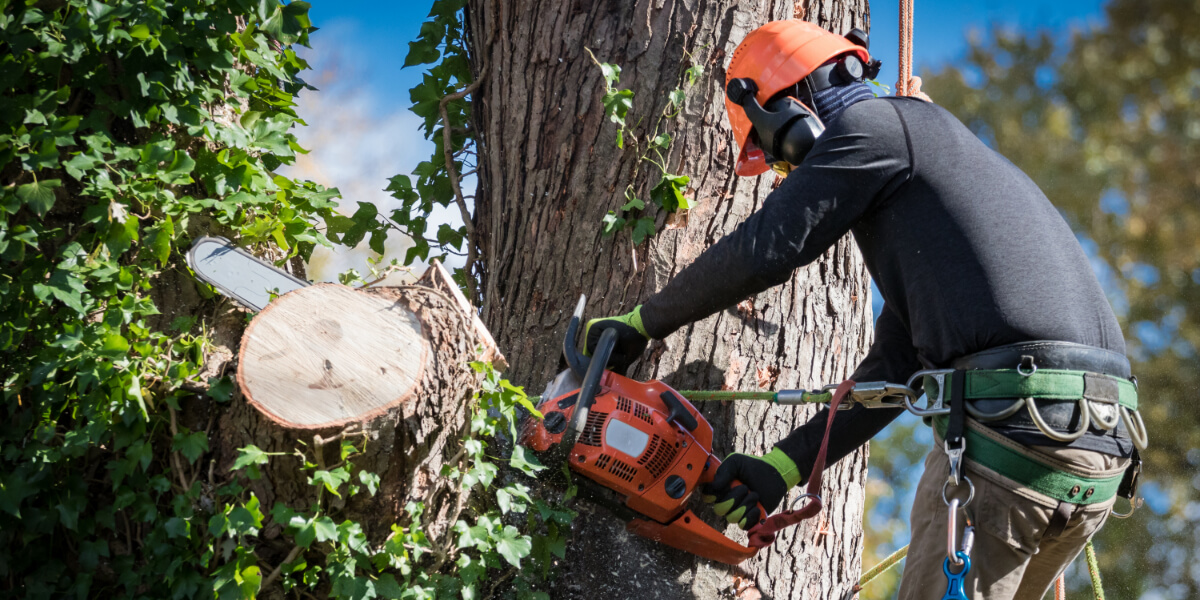 Emergency storm damage tree removal