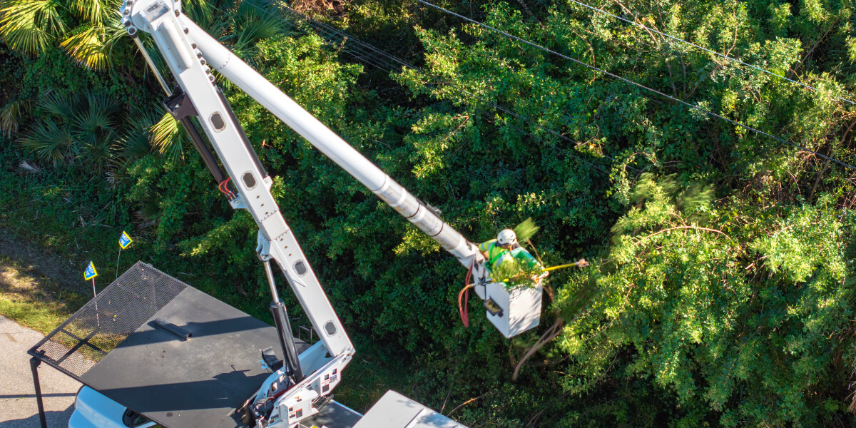 Certified arborist pruning a tree