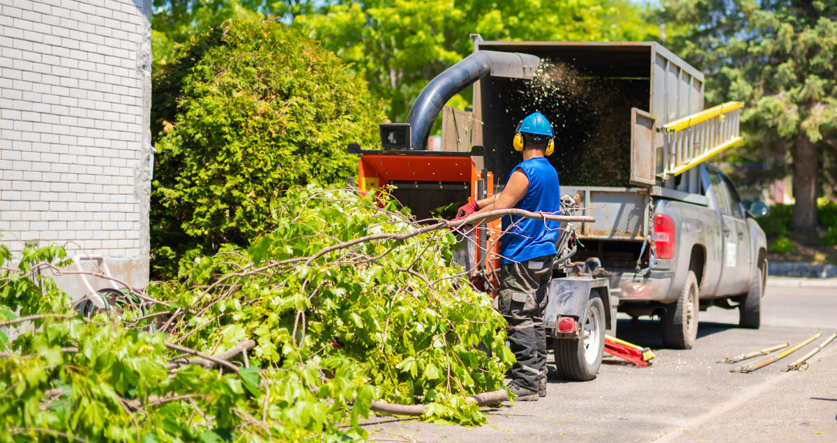 Professional tree removal service