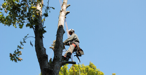 Professional tree trimming service